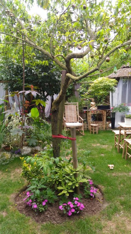 Un arbre dans un jardin avec des fleurs, une chaise en bois et un espace de détente.